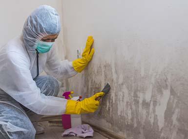 ServiceMaster Team removing mold from a house